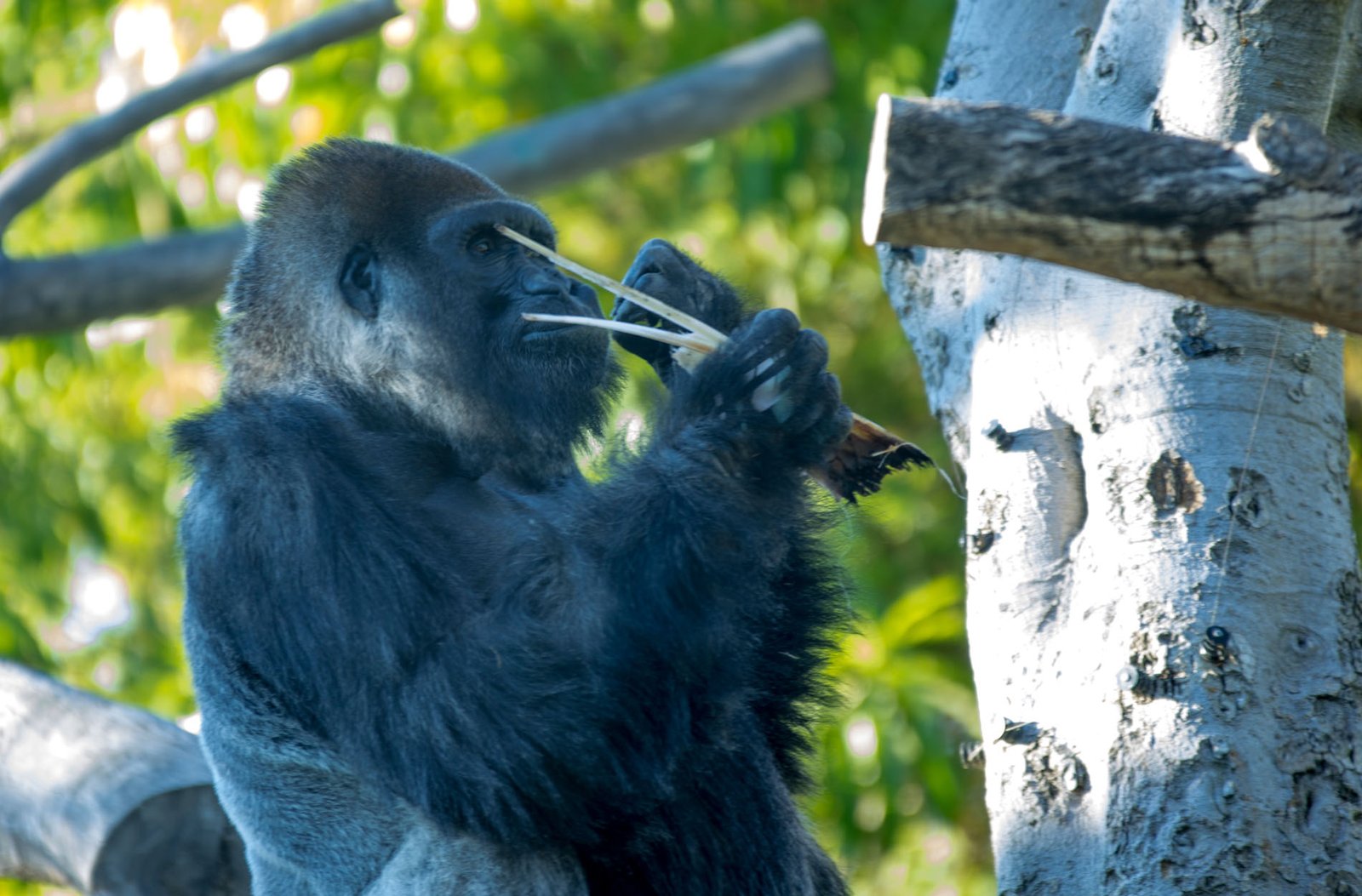 San Diego Zoo Part I 142